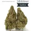 jack herer strain