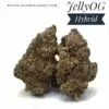 Jelly OG Strain