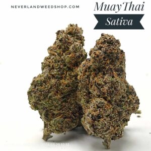 Muay Thai Strain