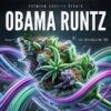 Obama runtz strain